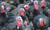 G & J Barron ceases Christmas turkey production after flock wiped out by disease