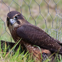 Falcon beats rivals to take New Zealand’s Bird of the Year title