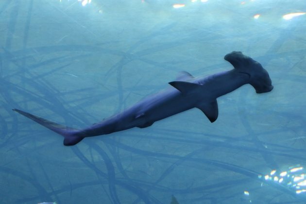Wildlife Summit to Vote on Shark Protections