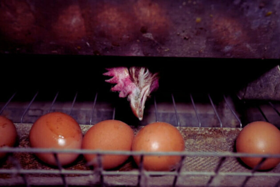 Disturbing Footage Uncovers Inhumane Conditions on Bulgarian Egg Farm