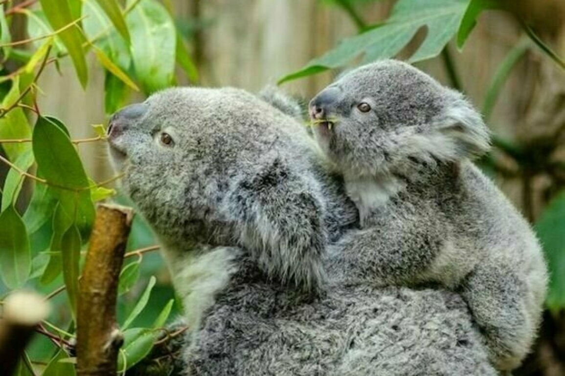 Habitat destruction pushing koalas toward extinction