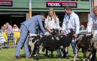Livestock numbers show strength at this years Royal Welsh 