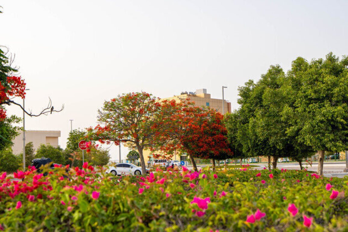 Over 1,000 poinciana trees enhance urban sustainability in Al Dhafra