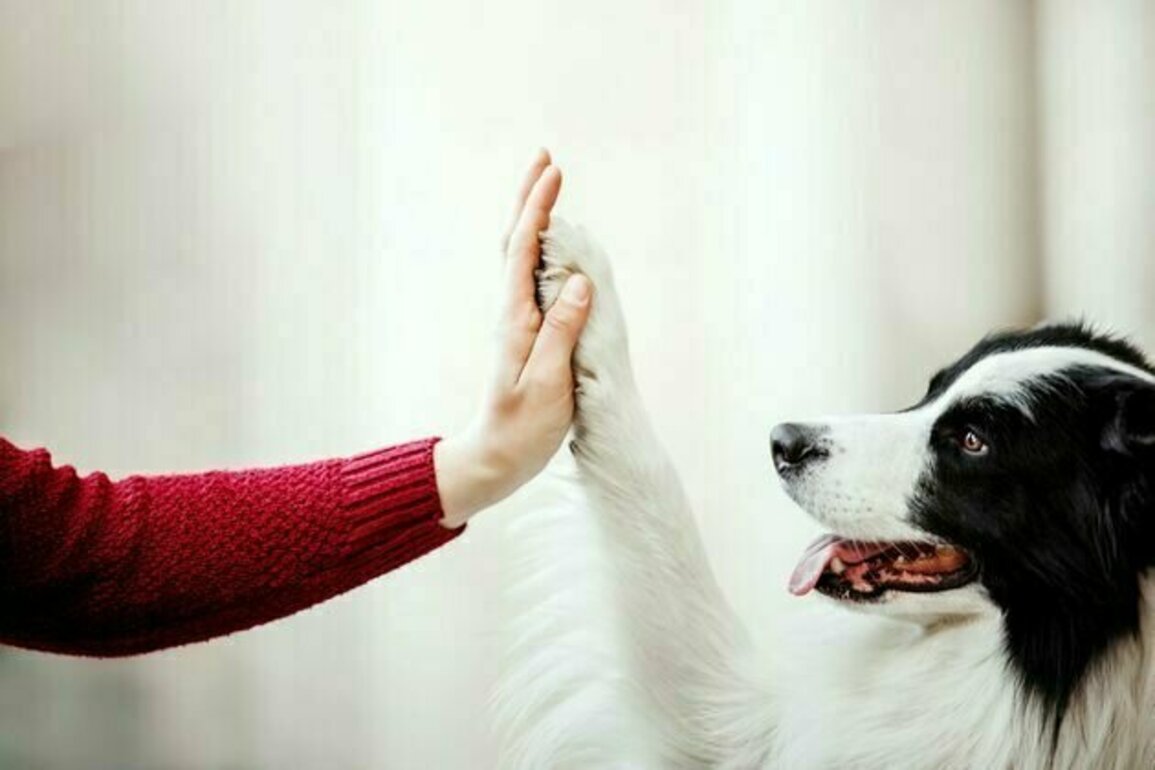 Can AI teach us how animals think?