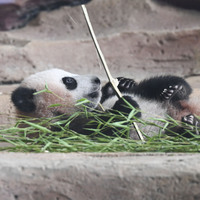INDONESIA-BOGOR-GIANT PANDA CUB