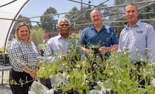  WA Agricultural Research Collaboration director, Dr Kelly Pearce (left), DPIRD genetic improvement portfolio manager, Dr Darshan Sharma, DPIRD and Murdoch University principal research scientist, Dr Ron Yates, and GRDC senior regional manager (West), Peter Bird, with lupin and legumes research trial plants at Murdoch University. Photo courtesy of DPIRD.