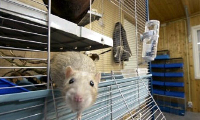 Study on pesticides in lab rat feed causes a stir Study on pesticides in lab rat feed causes a stir