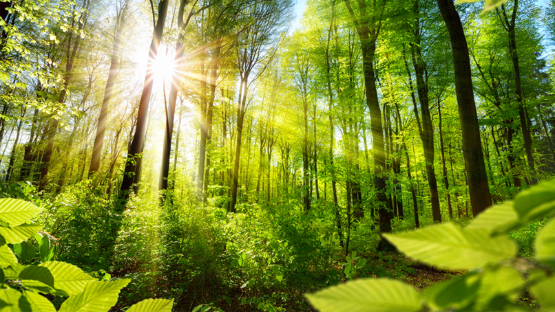 Timber industry launches campaign to reduce CO2 in construction