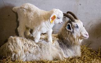 Cashmere goats are valuable addition to Scottish farm
