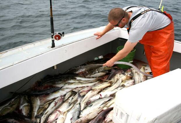 Canada ends cod moratorium in Newfoundland after over 30 years