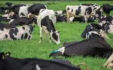 Opportunities for global milk trade