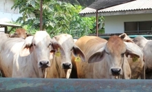 Record live cattle exports for northern Australia