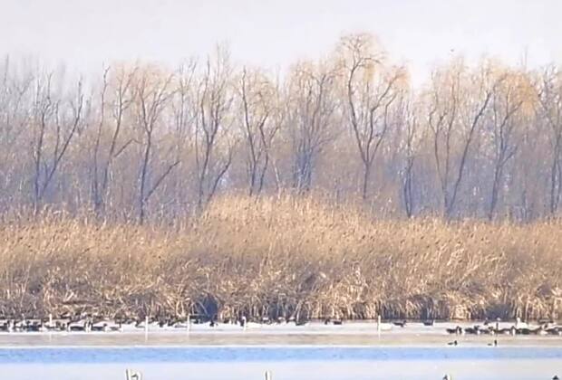 60"FlyOverChina | Migratory birds add vitality to wetland in N China's Tianjin