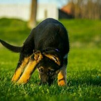 Why do dogs eat poo? A canine scientist explains