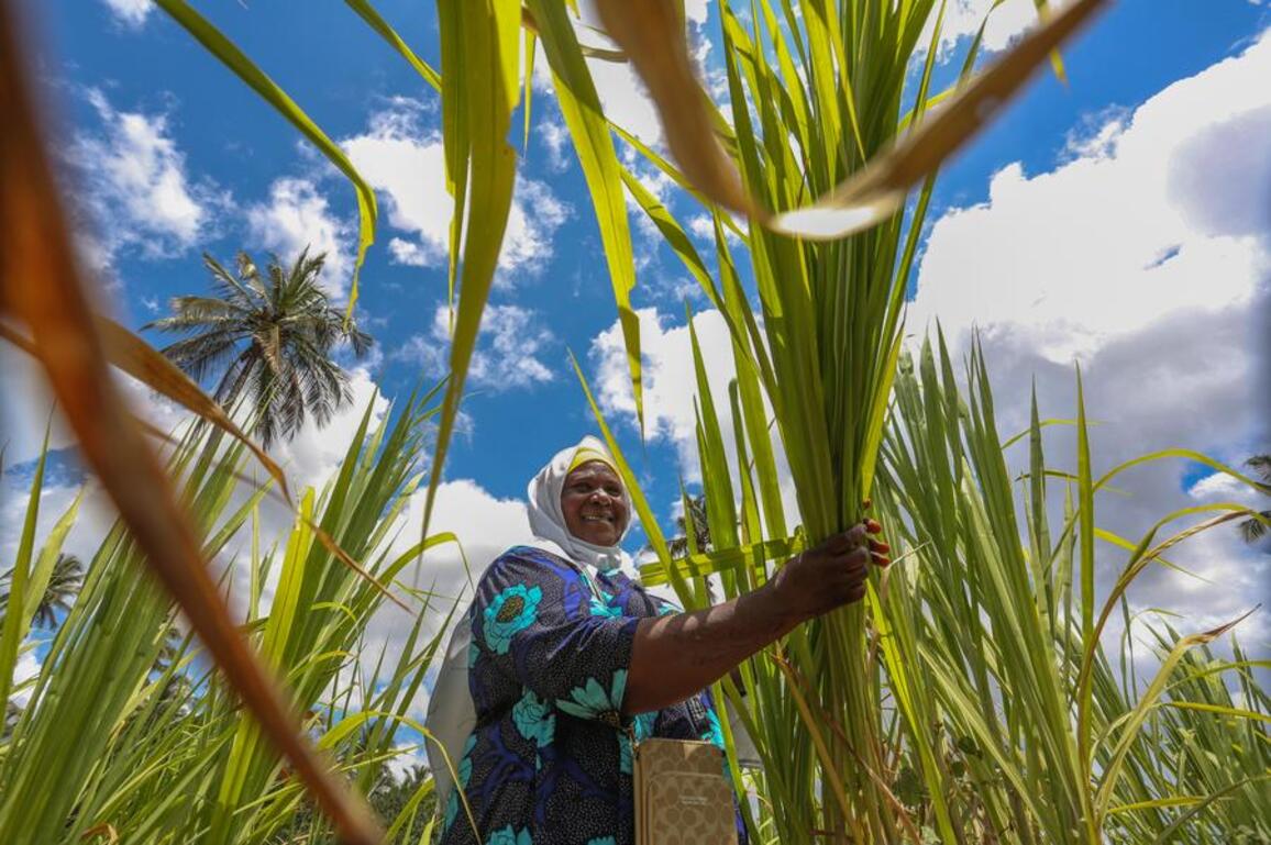 (Hello Africa) Zanzibar woman cultivates change with Chinese Juncao grass