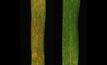  A side-by-side comparison of rust protection and no protection (left) in wheat. Picture courtesy University of Minnesota.  