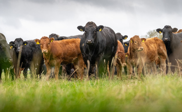 Beef prices recover but some challenges remain ahead