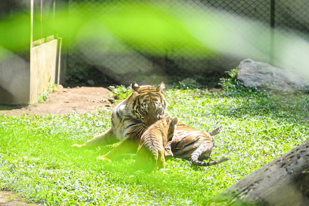INDONESIA-PASURUAN-SUMATRAN TIGER CUB