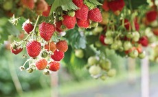 Scottish Fruit and veg sector to receive support