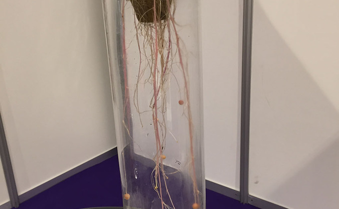 Fogging system shows potential for growing seed potatoes
