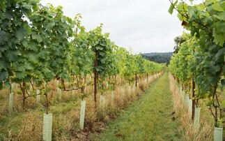 Planning woes hold back wine sector 