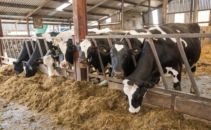 It is crucial to maximise the facilities for transition cows, says Dr Rosie Armstrong.