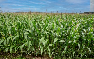How farmers can utilise maize in cattle diets this winter