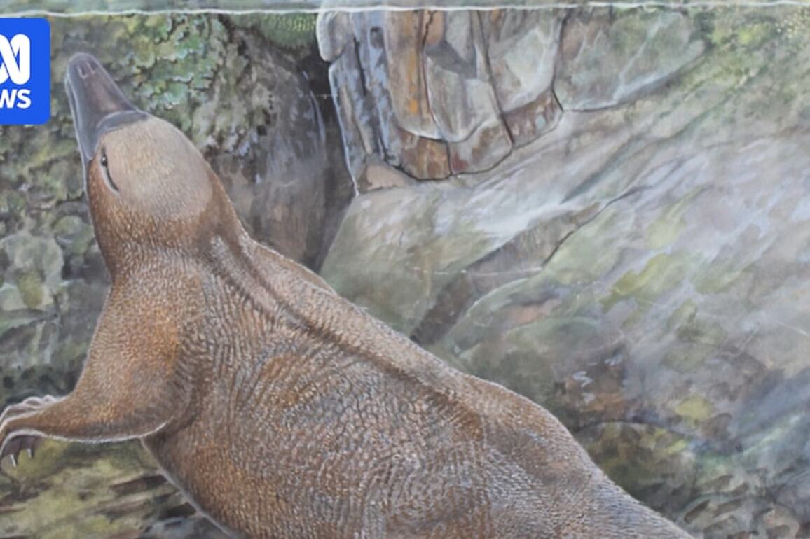 Ancient echidna relatives may have lived in water, study suggests