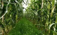 Consider costs before committing to SFI maize under-sowing options 