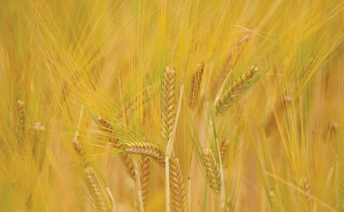 Lockdown hits barley demand