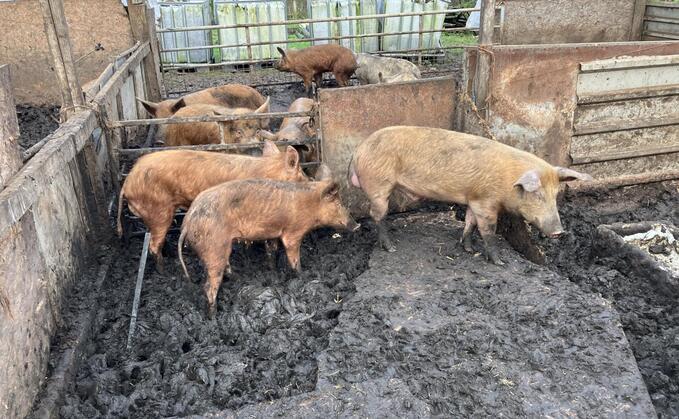 Pigs under the care of Alexander Blackwell at Alder Carr Farm in Mayfield. (Staffordshire County Council)