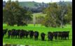  Favourable grazing conditions means producers are holding onto more stock.  
