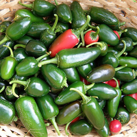 Salmonella outbreak from Mexican jalapeños reported in 27 U.S. states 