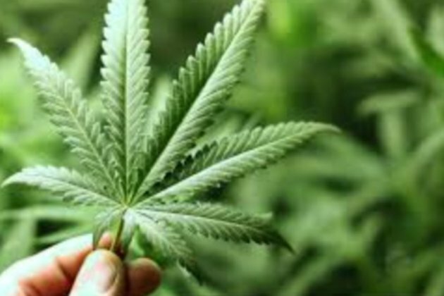 Uzbekistan Signs Deal With Maltese Firm To Grow Medical Cannabis
