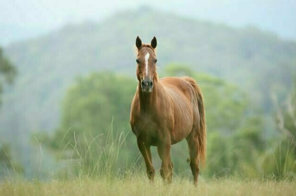 Hendra virus has killed a horse in Queensland. Should we be worried?