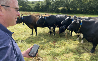 Cornish farm adopts EID tech to improve herd management