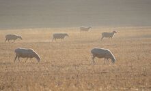 Managing the autumn feed gap is important for WA farmers and it’s becoming more complex as cropping becomes a larger part of farm businesses. 