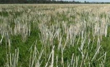 Hard-seeded legumes tick all the boxes