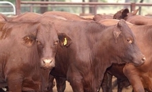 Rainfall brings life to cattle market