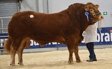 STIRLING BULL SALES: Burnbank Rockstar leads Limousins at 14,000gns