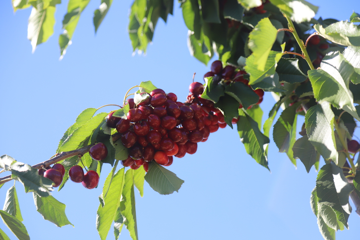 CHILE-CHERRIES-CHINA-MARKET