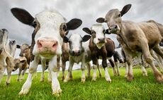 Key livestock management solutions to boost productivity on-farm - Datamars