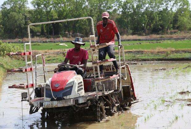 (Hello Africa) Chinese rice planting technology boosts agricultural development in The Gambia