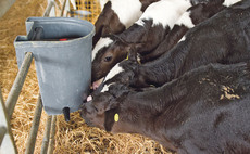 Greater understanding around milk replacers