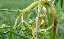 Fungal disease hits NSW lupin growers