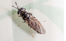 Insect factories to target animal feed market