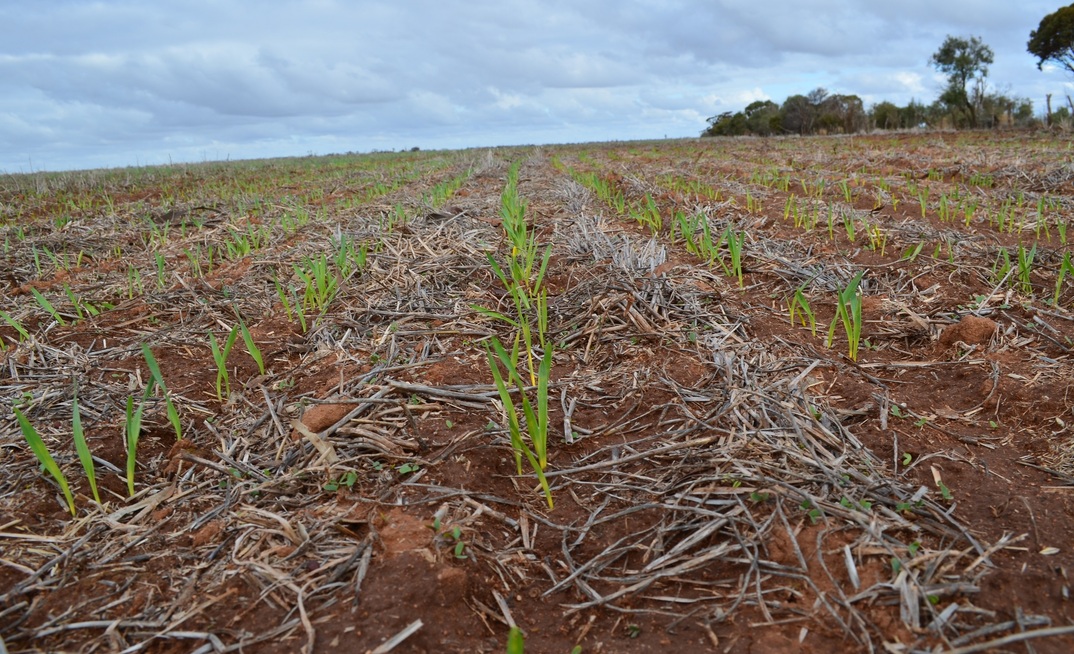 The CSIRO has forecast a national wheat yield of 2.27t/ha. Photo: Mark Saunders.