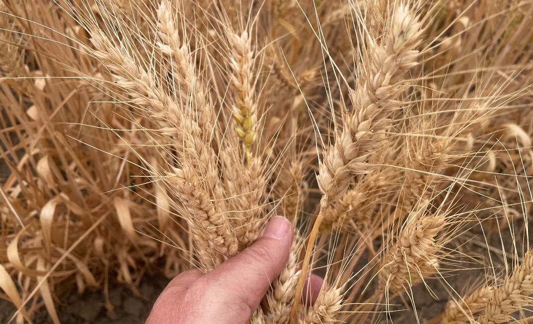 Grain prices are nothing to get excited about.