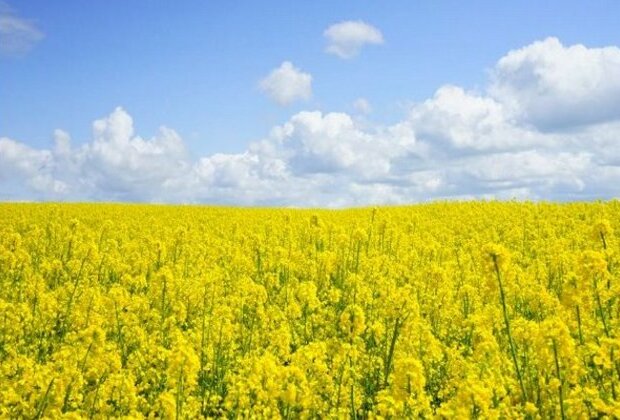 SC reserves order on pleas relating to genetically modified mustard