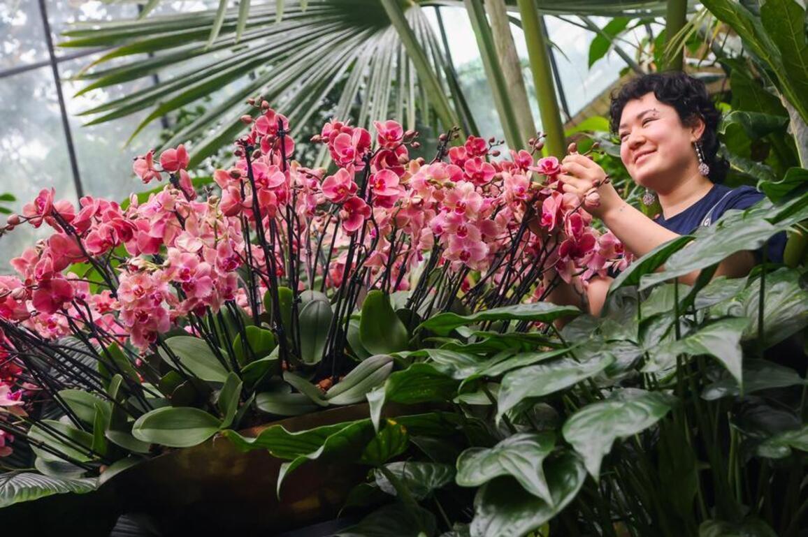 Feature: London's Kew Gardens Orchid Festival opens with first-ever China theme